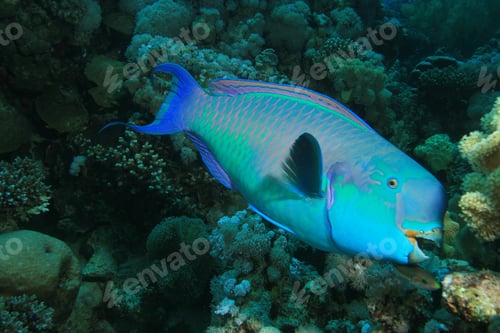 Preview: Steepheaded Parrotfish
