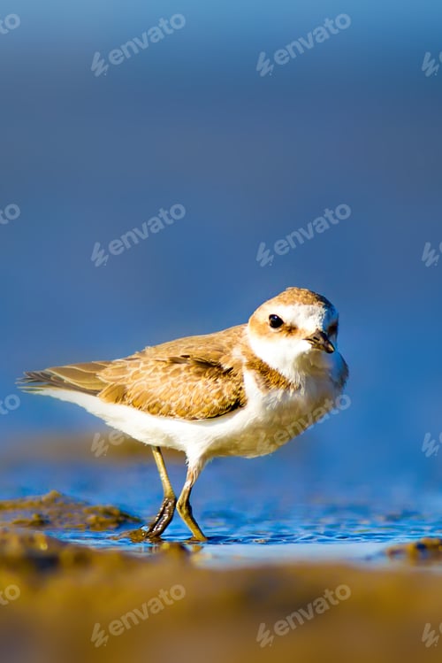 Preview: Cute Bird Plover. Blue Sea And Yellow Sand Nature Background. Kentish Plover Charadrius Alexandrinus