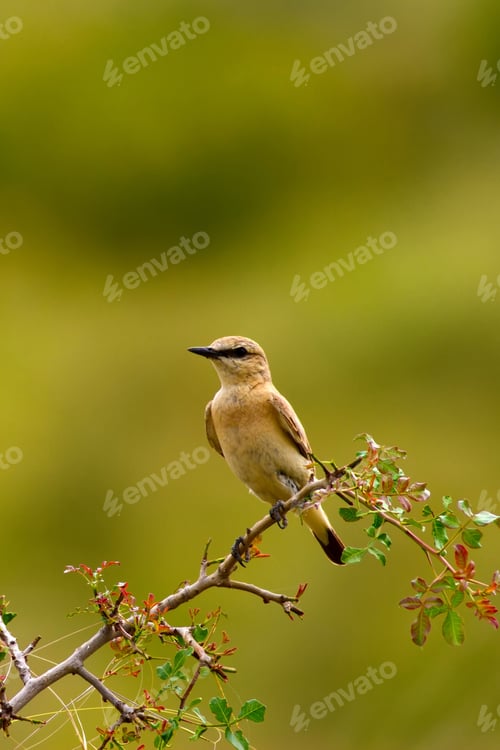 Preview: Cute Little Bird. Green Nature Background. Common Bird Northern Wheatear. Oenanthe Oenanthe.