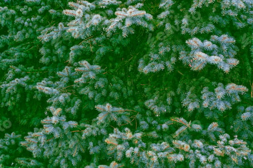 Preview: Frozen Winter Forest With Snow Covered Trees.