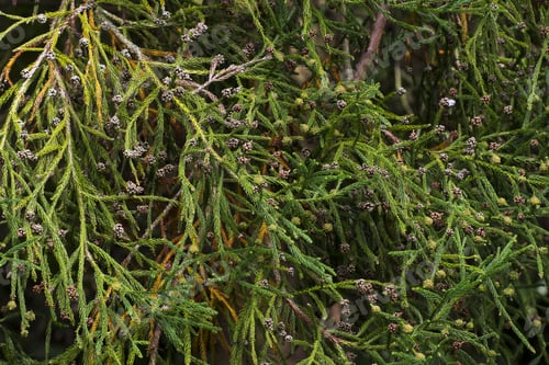Preview: Fir Tree Branch
