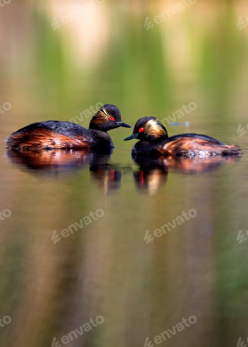 Preview: Lake And Birds. Family Birds. Colorful Water Nature Background. Birds: Black Necked Grebe. Podiceps