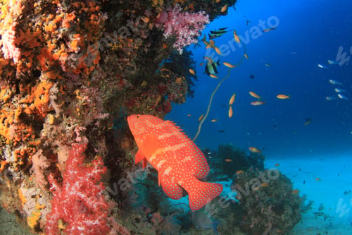 Preview: Coral Grouper Fish