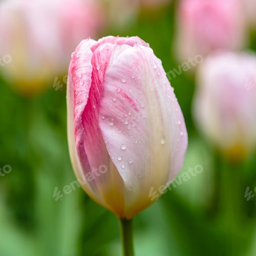 Preview: Pink Flower Of Tulip Sort Flaming Purissima. Hybrids Of Tulips - A Beautiful Spring Bulbs. Growing