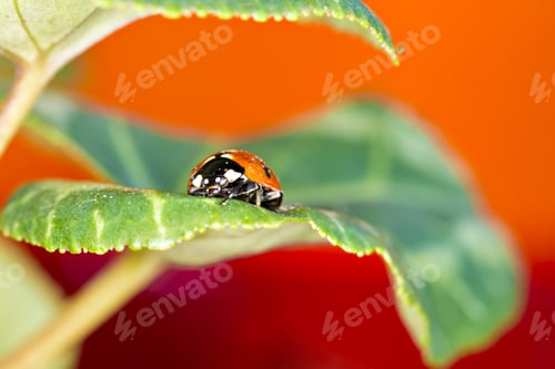 Preview: Cute Red Ladybird. Green Red Nature Background. Macro Photography.