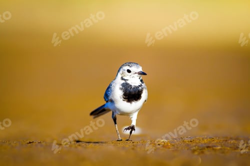 Preview: Cute Bird. Black White Little Bird. Yellow, Nature Background. White Wagtail / Motacilla Alba