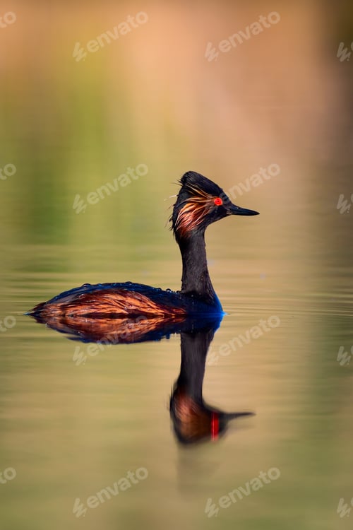 Preview: Water And Birds. Swimming Grebe. Yellow Green Water Background. Bird: Black Necked Grebe. Podiceps