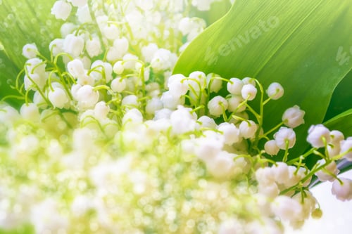 Preview: Spring Landscape. Flowers Lily Of The Valley