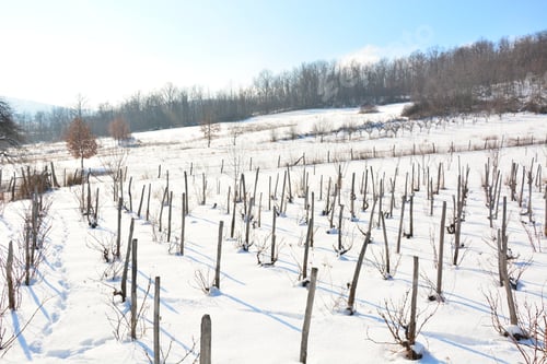 Preview: Winter Vineyard,Winter Landscape