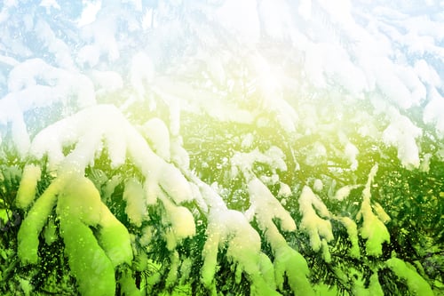 Preview: Winter Forest