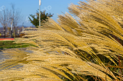 Preview: Chinese Silver Grass, Maiden Grass, Miscanthus Chinese, Miscanthus Sinensis Illuminated By Soft