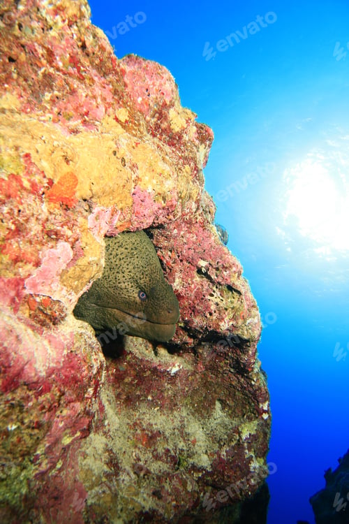 Preview: Giant Moray