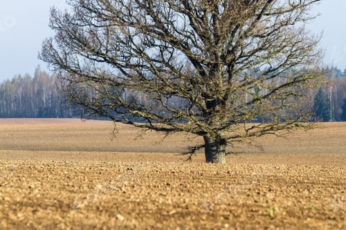Preview: Agricultural Fields In Springtime