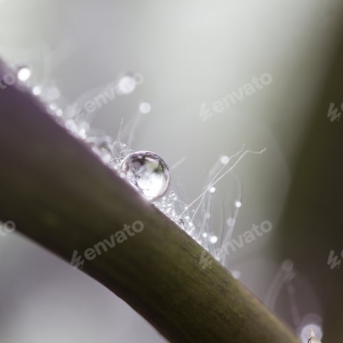Preview: Composition With Leaves And Water Drops