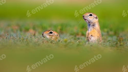 Preview: Cute Funny Animal Ground Squirrel. Green Nature Background.