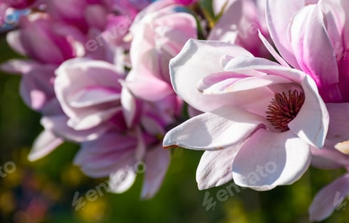 Preview: Beautiful Springtime Closeup Background. Magnolia Flower Blossom In Garden
