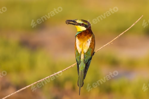 Preview: Colorful Bird And Its Hunt. Green Yellow Nature Background. Bird: European Bee Eater. Merops