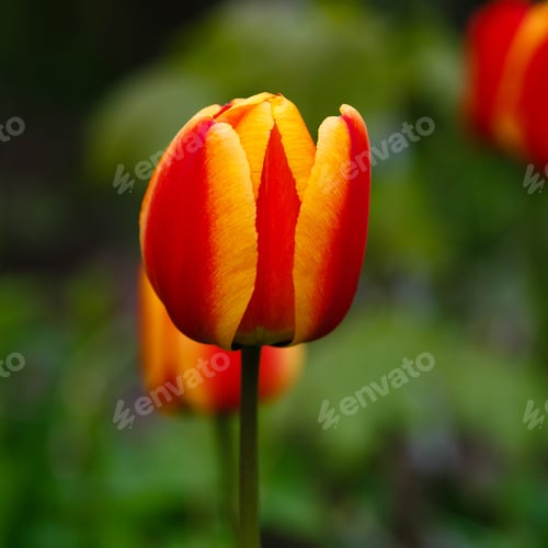 Preview: Red And Yellow Tulip In Spring Garden