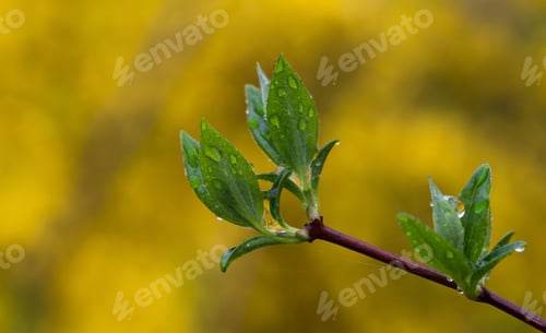 Preview: Spring Branches
