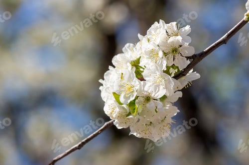 Preview: Branch With Flowers Of Apple Tree On A Blurred Background Of Garden