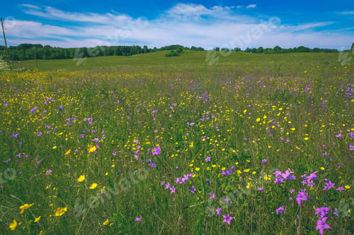 Preview: Sunny Meadow With Dandellions And Daisies In Summer At Countryside - Vintage Retro Look