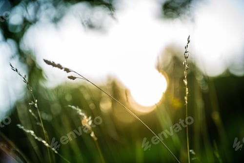 Preview: Tree Branches And Leaves On Blur Background. Abstract Texture In Nature