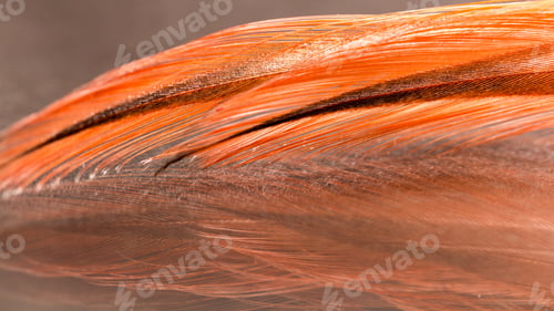Preview: Colorful Rooster Feather With Details And Reflexions