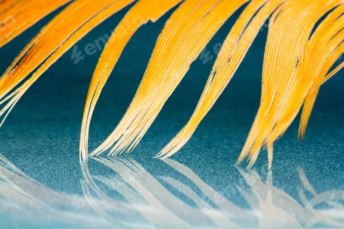 Preview: Colorful Hen Feather With Details And Reflexions