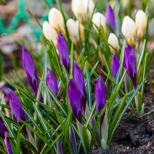 Preview: Beautiful Spring Background With Close-Up Of A Group Of Blooming Purple, Yellow, White Crocus