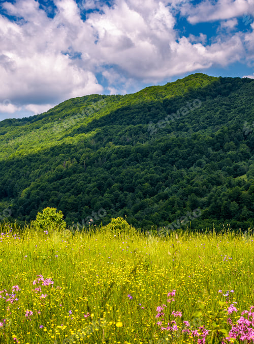 Preview: Grassy Pasture With Wild Flowers In Mountains. Beautiful Summer Scenery On A Fine Weather Day