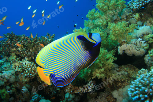 Preview: Emperor Angelfish (Pomacanthus Imperator)