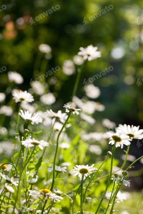 Preview: Beautiful Daisies With Natural Background