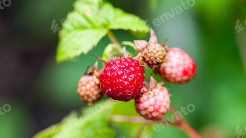 Preview: Raspberries On The Branch In The Garden