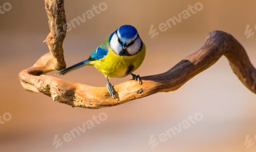 Preview: Cute Little Bird On Dry Branch. Yellow Nature Background.