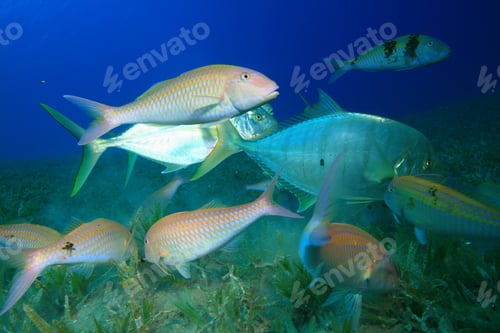 Preview: Yellow-Dotted Trevallies, Snapppers And Goatfish Hunting Over Seagrass