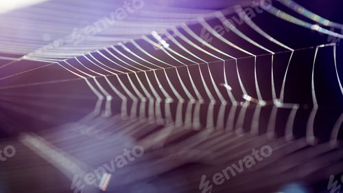 Preview: Abstract Composition With Spider Web Details And Natural Colors