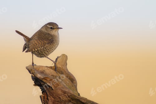 Vista previa: Lindo pajarito. Fondo natural. Pájaro: Reyezuelo euroasiático. Trogloditas Trogloditas
.