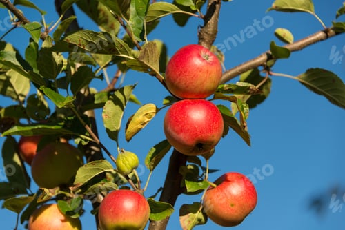 Preview: Autumn Apples Before The Harvest
