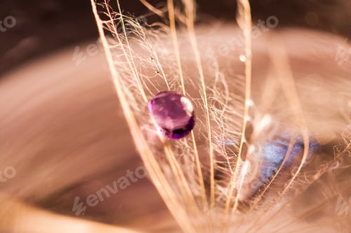 Preview: Macro, Abstract Composition With Colorful Water Drops On Dandelion Seeds