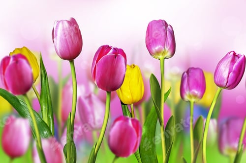 Preview: Pink And Yellow Tulips