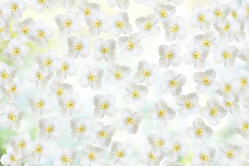 Preview: White Jasmine. The Branch Delicate Spring Flowers.