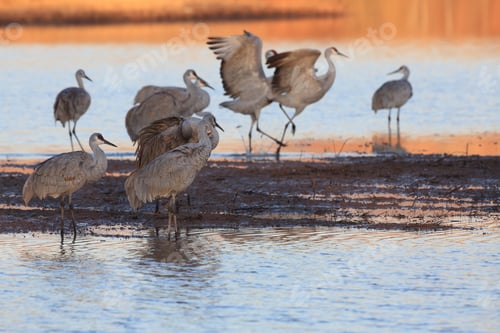 Preview: Sand Hill Crane (Grus Canadensis) At Bosque Del Apache National Wildlife Refuge