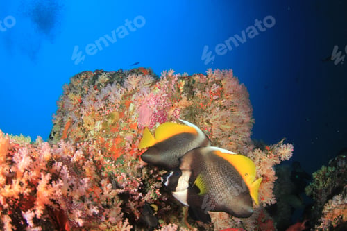 Preview: Coral And Fish In Ocean