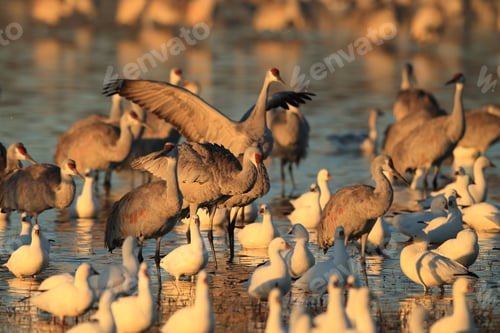 Preview: Sandhill Crane Bosque Del Apache Wildlife Reserve New Mexico Usa