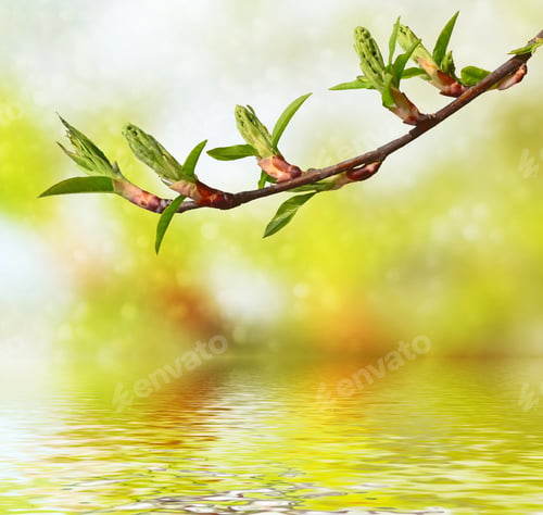 Preview: Spring. Fresh Green Tree Leaves. Natural Background.