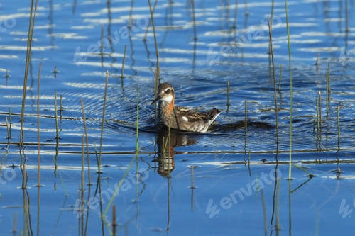 Preview: Red-Necked Phalarope (Phalaropus Lobatus) Iceland