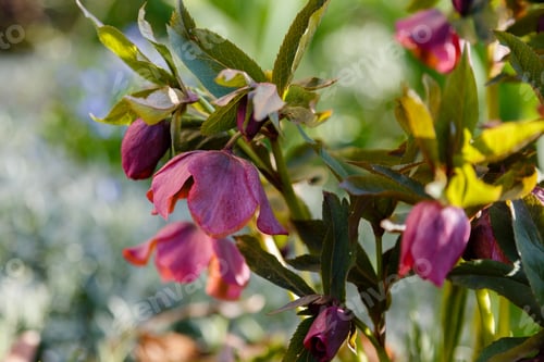 Preview: Red Purple Hellebore Hybrids Blossom In Garden. Springtime, Hellebore Perennial Medicinal