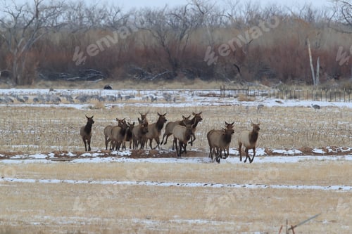 Preview: Wapiti In Bosque Del Apache National Wildlife Refuge, New Mexico