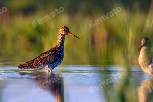 Preview: Nature And Bird. Common Water Bird Spotted Redshank. Tringa Erythropus. Green Blue Nature Habitat