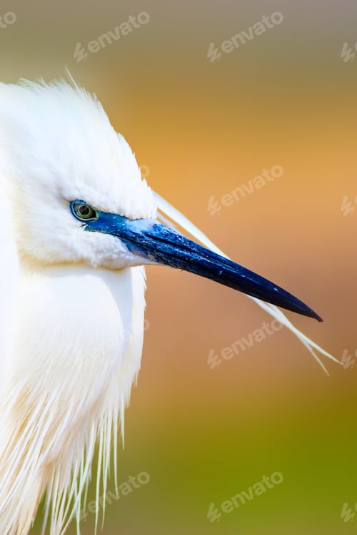 Preview: Cute White Bird. Heron. Nature Background.